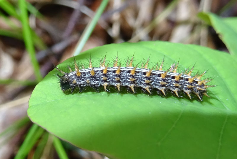 larva di Nymphalidae